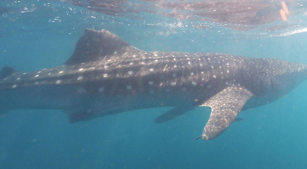 82fe41b9-5178-42c9-ada6-1276fcda2229