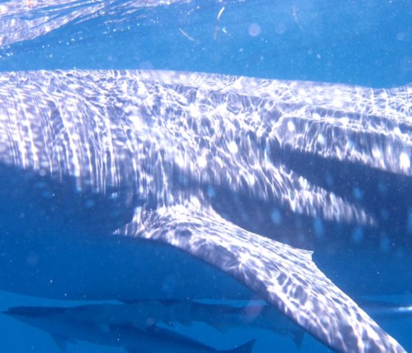 afc109e8-d619-47c1-b694-4571b6cc6f94