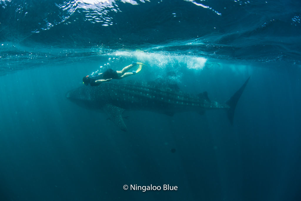 03c6fd71-ff4f-4350-9f70-cc27106404d6