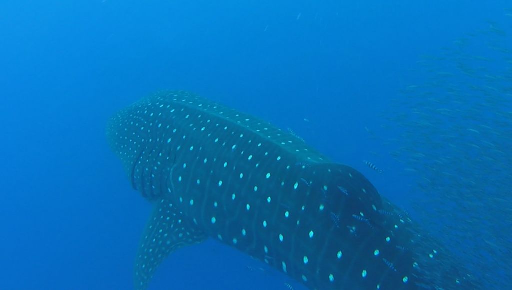 e14dce37-bea1-487c-9f6b-b41b49d2f821