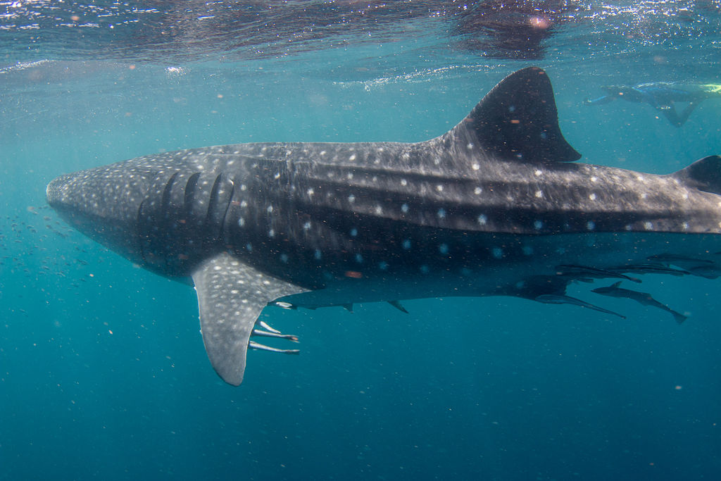 5dd76648-7d75-45fb-9bd4-db2bbf385175