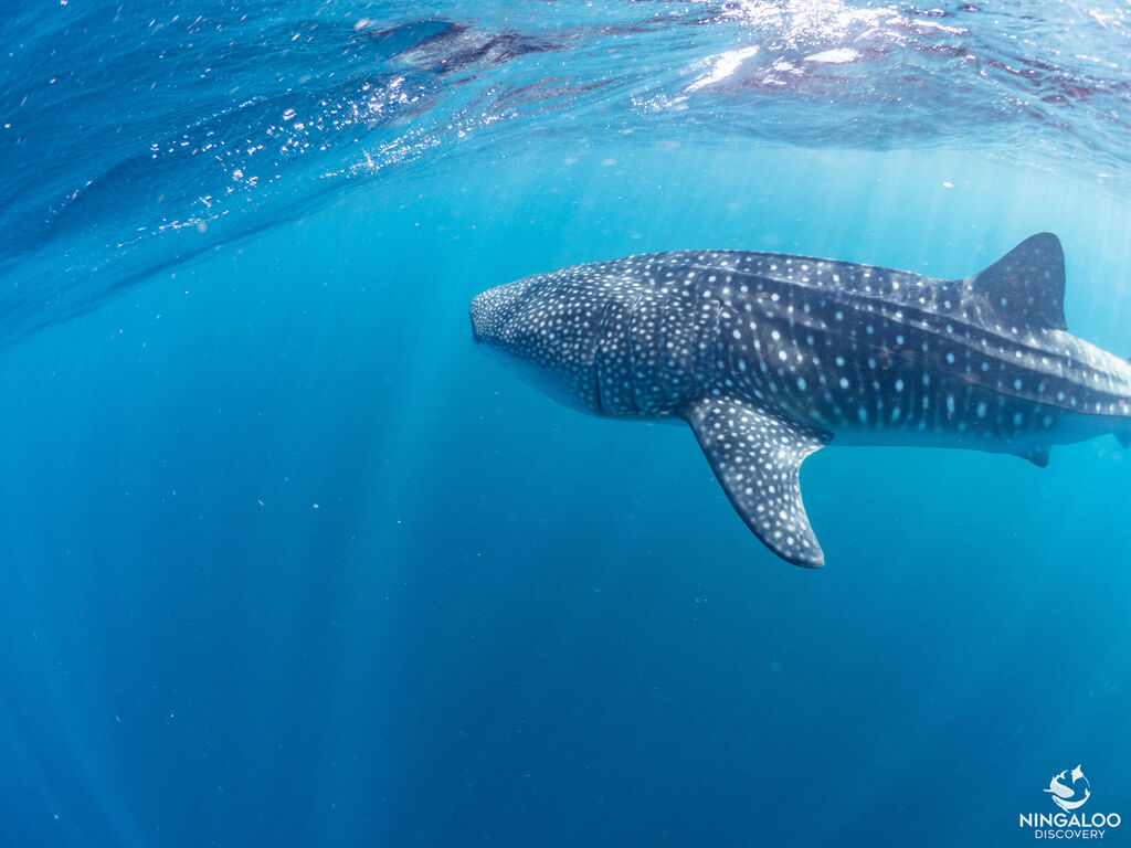 16b152ac-50be-4154-9f24-4c1b947d17c3