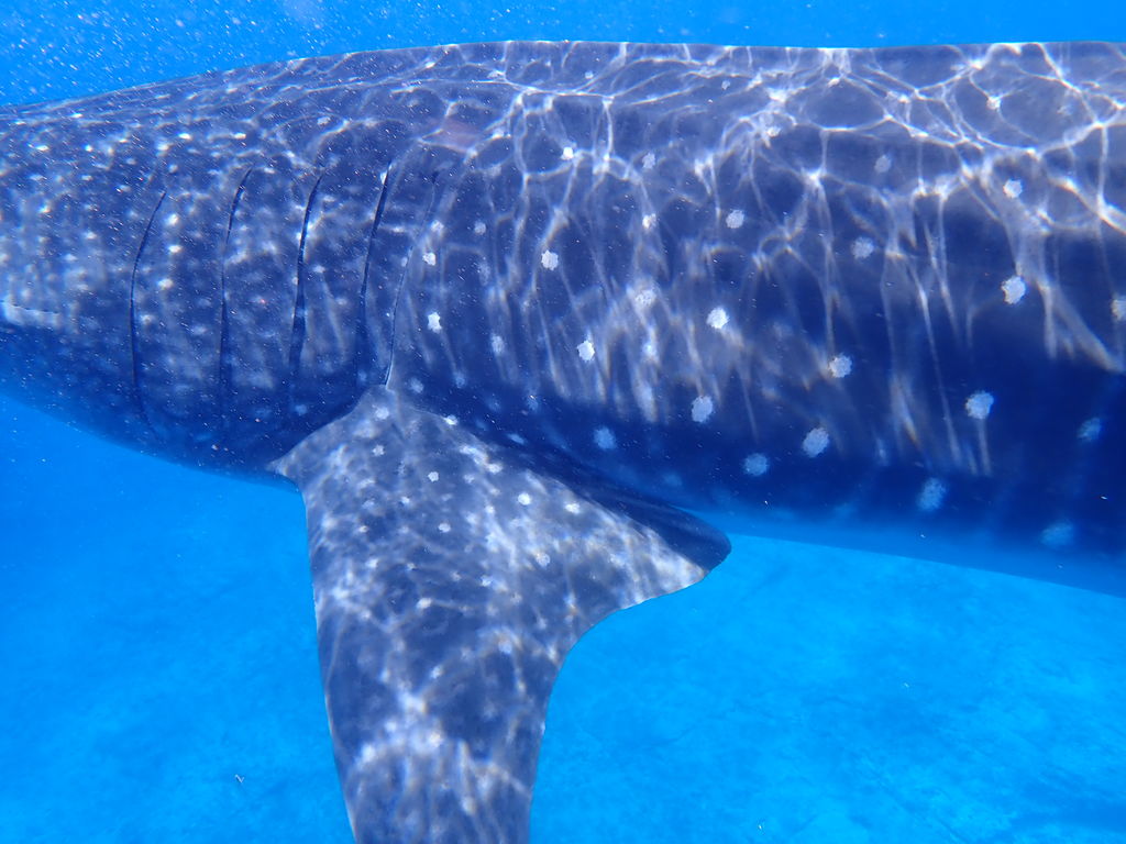 6c2ca839-9d31-4468-b0e5-29b698e767b0