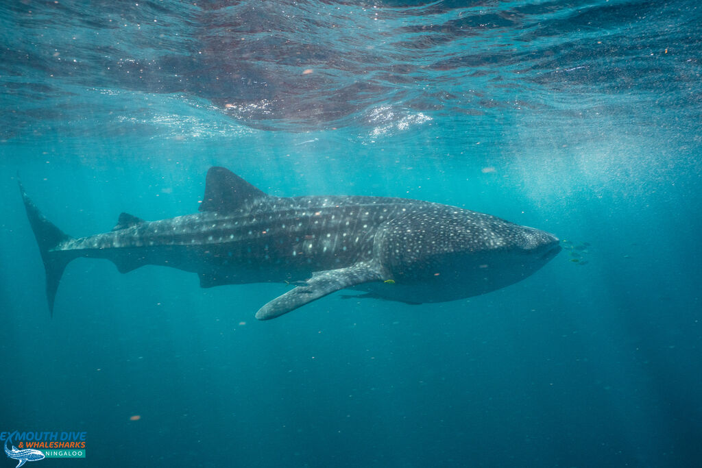 cd520159-4a61-4afb-8565-470bb6b06c5f