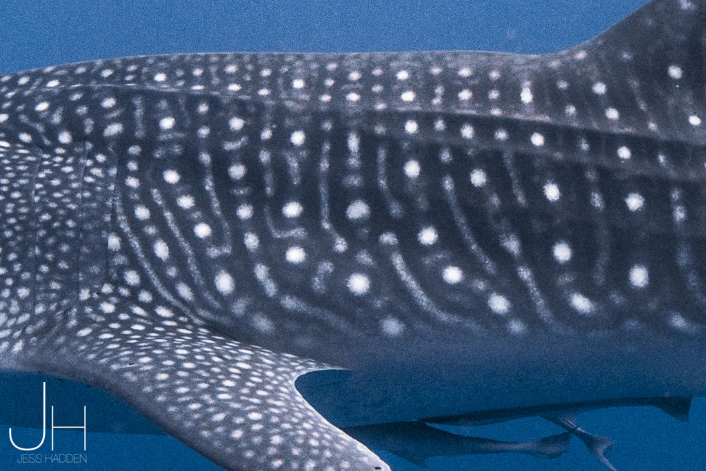 10b1dd2c-ac33-4c03-9a0e-ec7d03a9f169