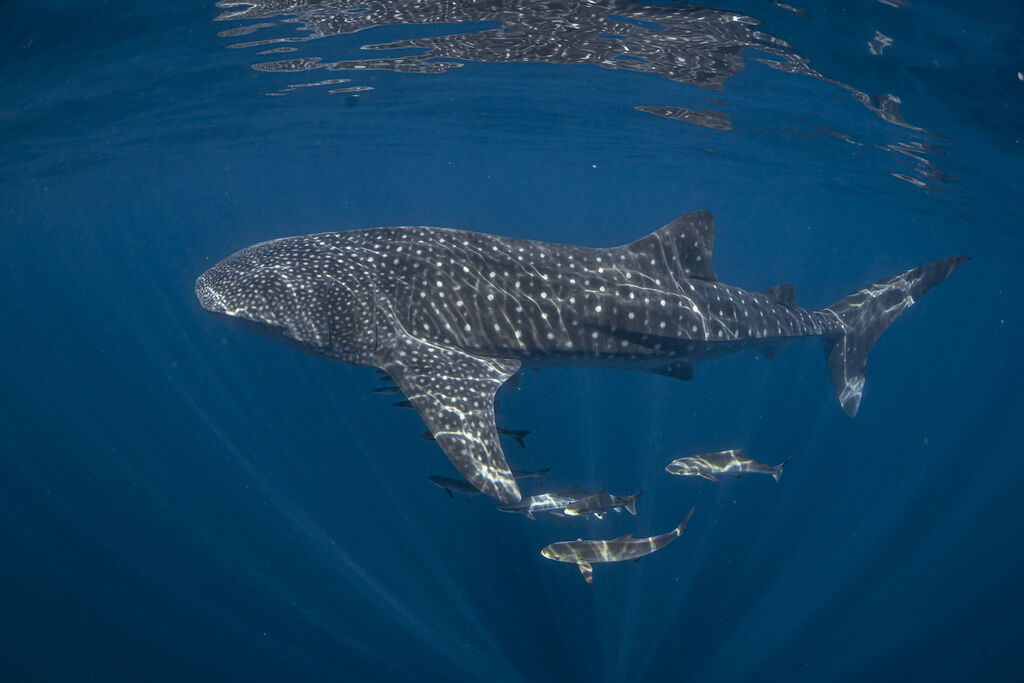 c05270f6-0543-4c8a-8d88-f3a19501bc50