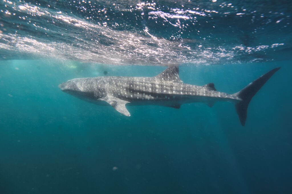 61f5f45b-52e5-4391-ad39-592733969730