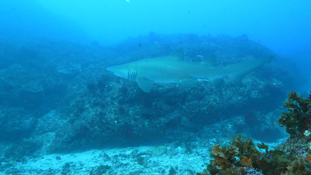 d66c393a-aea8-469b-8bac-8e1931467234