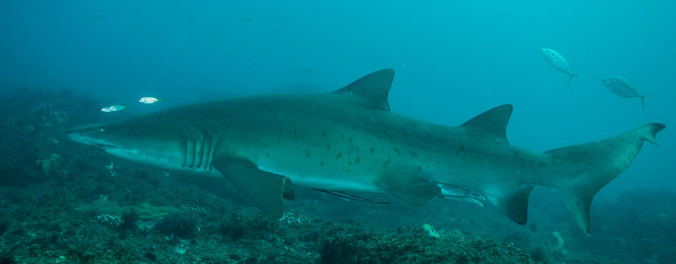 e99e226b-1c4f-4ed0-9761-b7c7152bf463