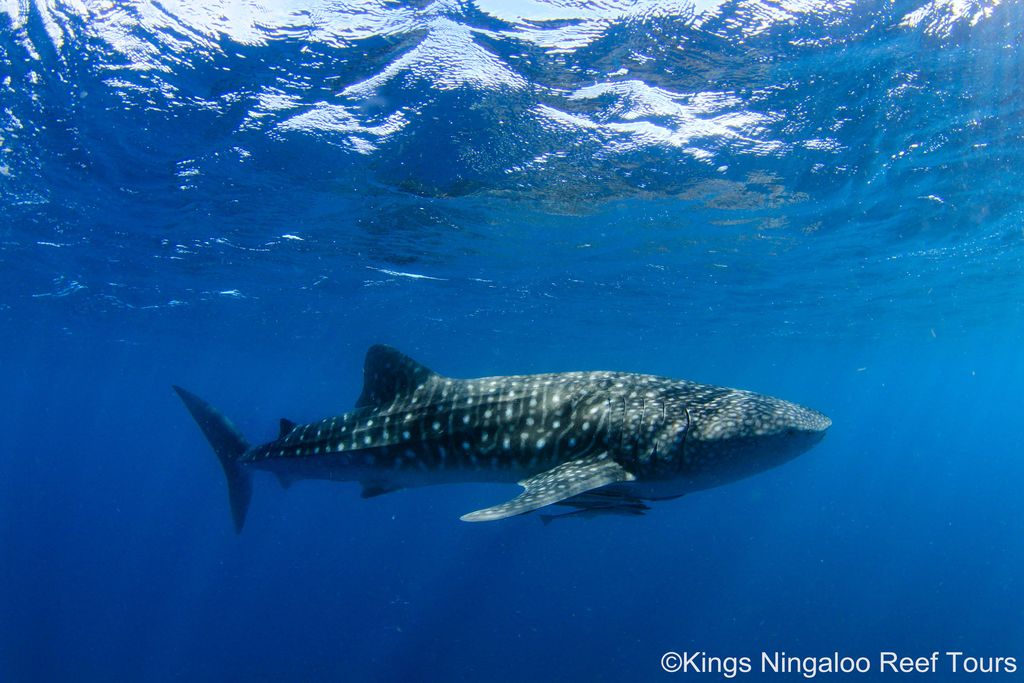 6c915078-b458-4410-9432-359d41286dc1