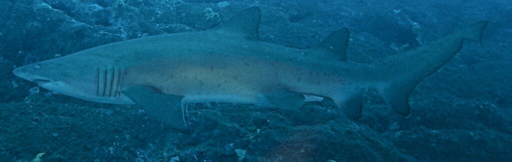 a925f580-858a-4d14-9c8d-62ef9c053204