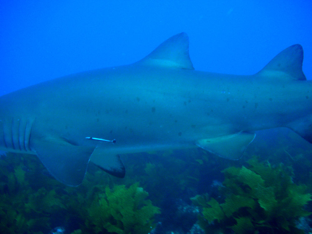 bac68782-2f52-479c-b0d0-aabf6434bc7e