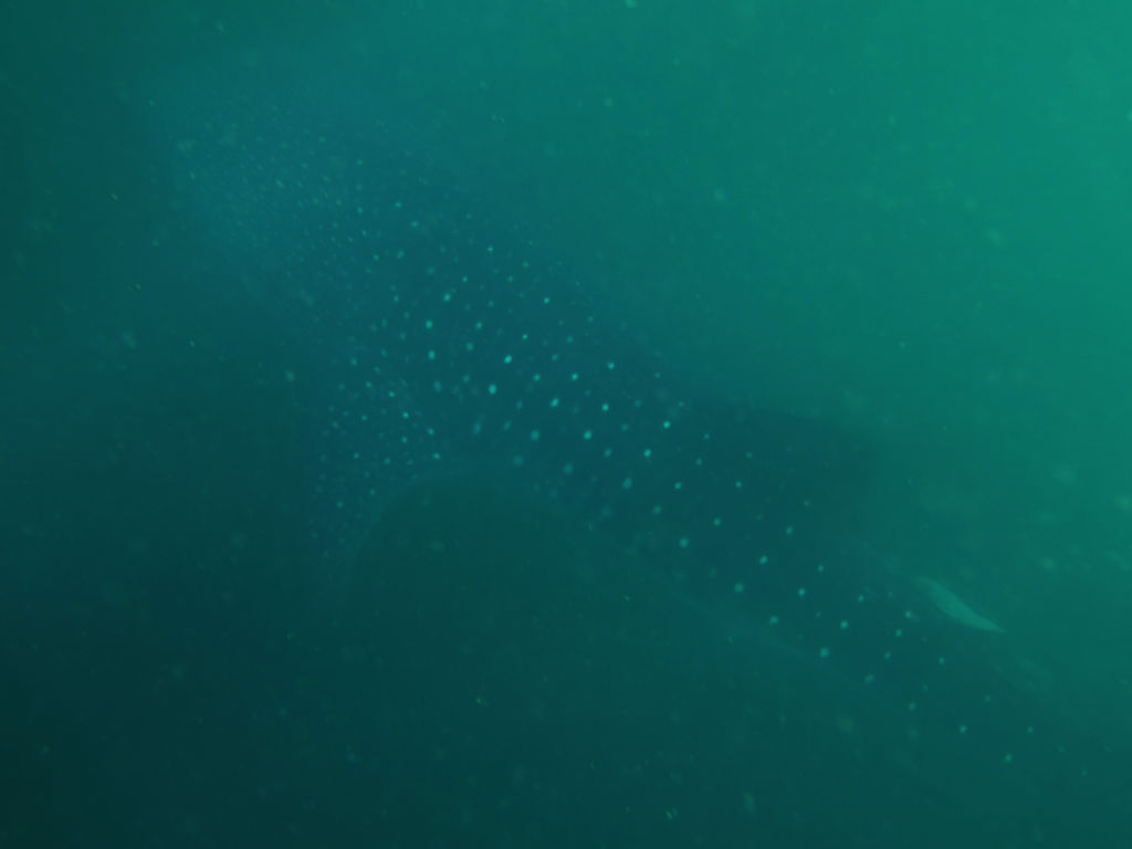 e6fefe13-5191-4e35-8028-54c9be3823fa