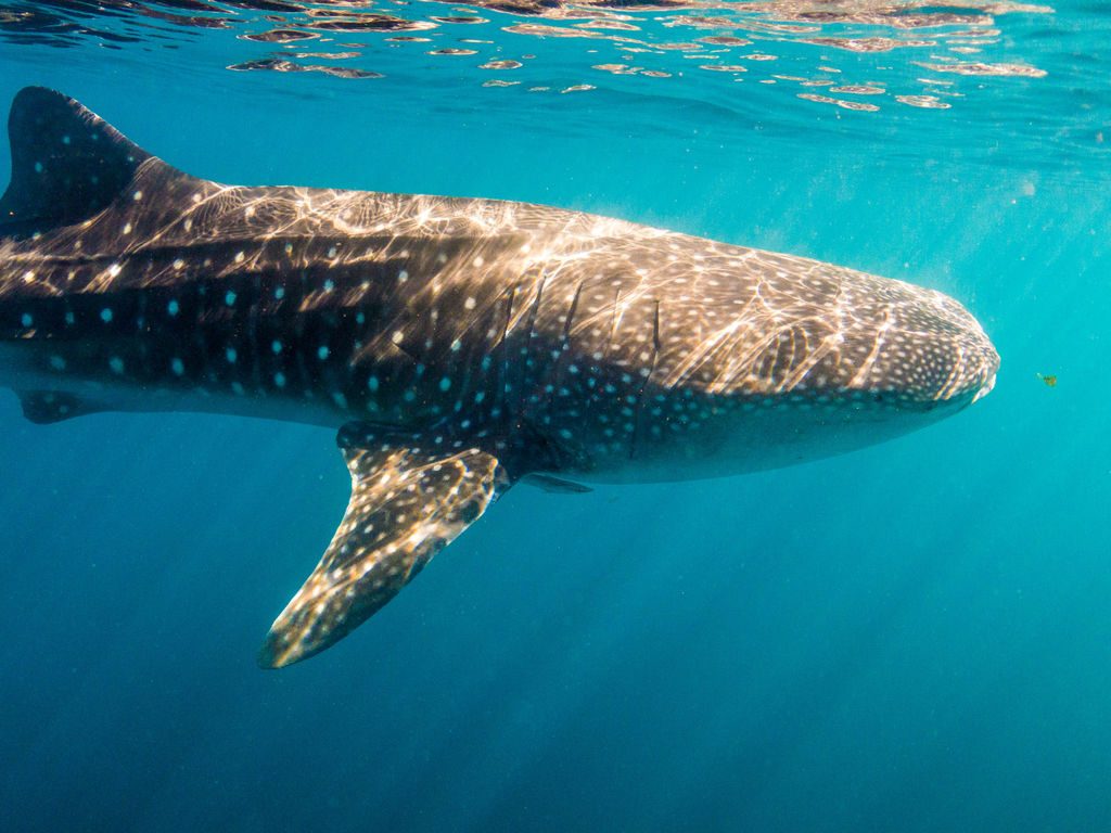 95bd4f65-94eb-4d04-892c-e04266a92c5c