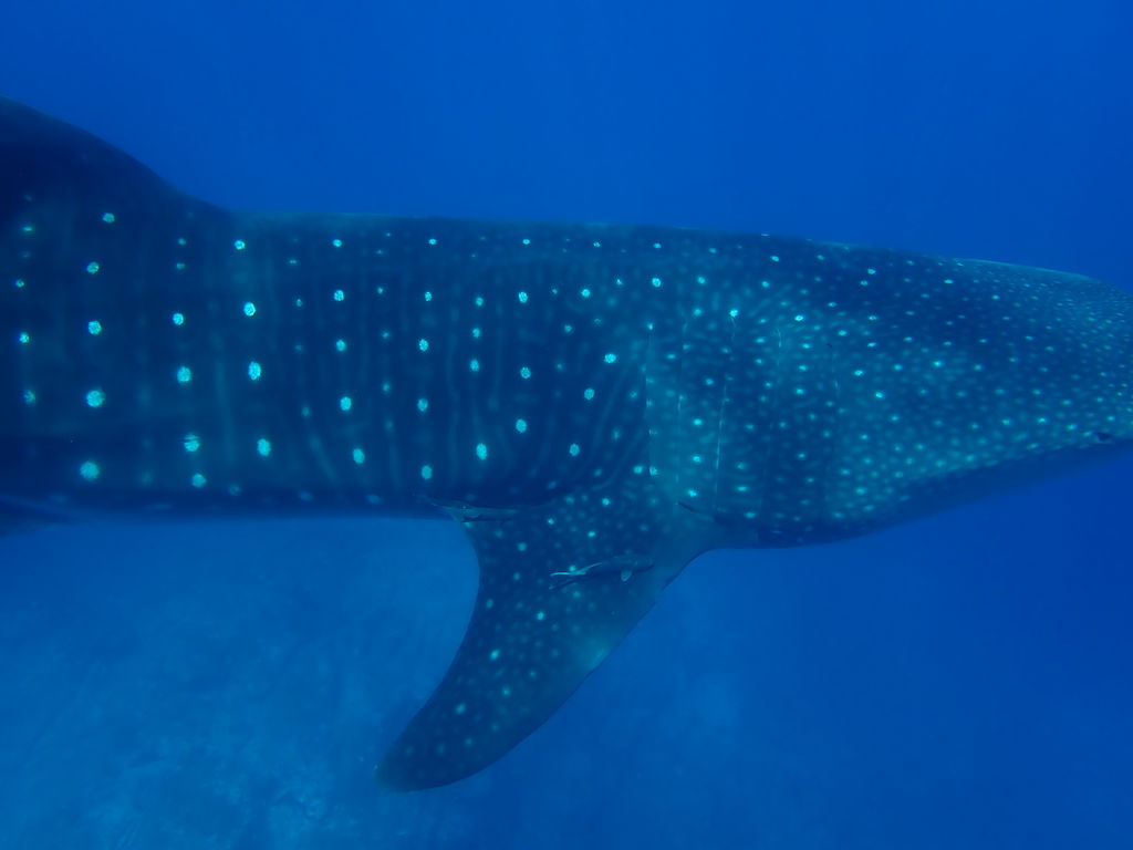 afce3a45-b16d-4c72-9e6a-71c99c9314bd