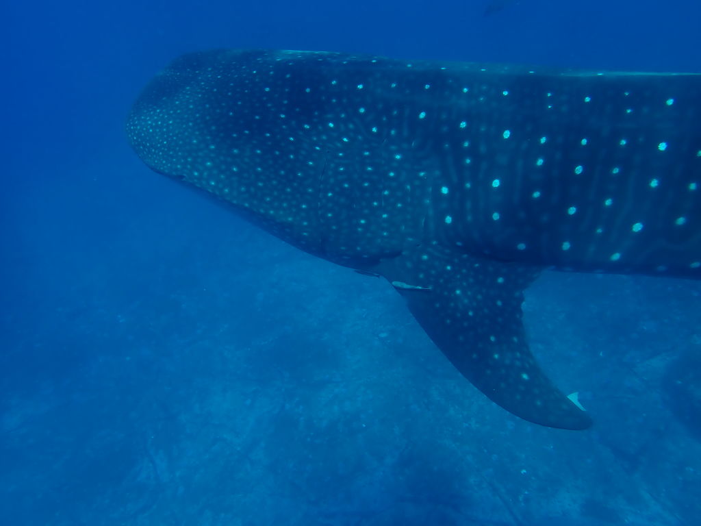 afce3a45-b16d-4c72-9e6a-71c99c9314bd