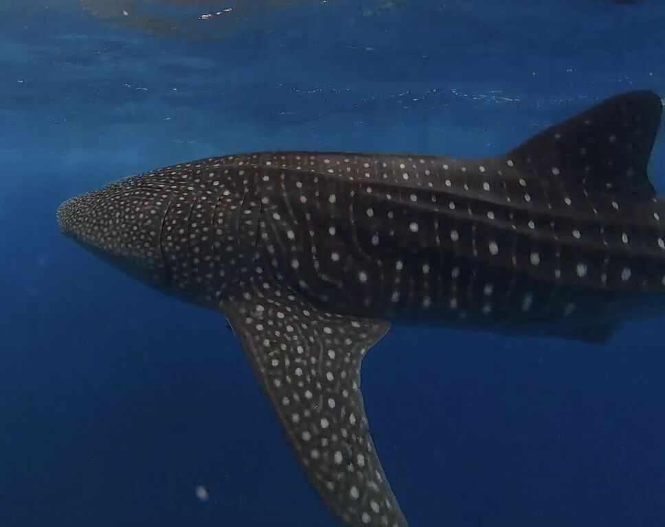 8c8ebc9d-2e2d-4539-947a-48254c12841a