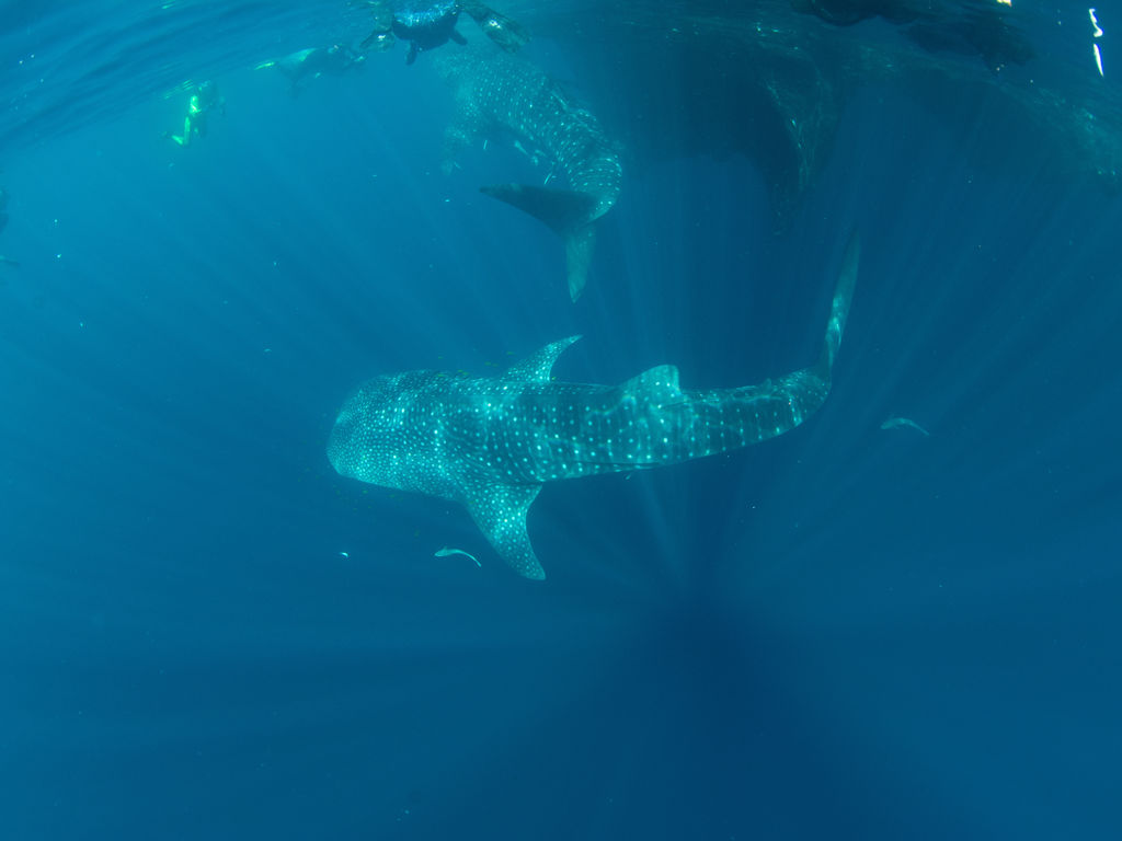 ca1e2927-38ba-4ced-a6ba-d75a327ae641