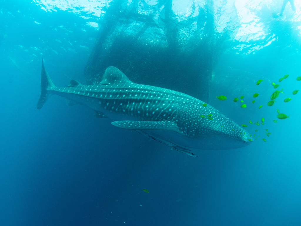 ca1e2927-38ba-4ced-a6ba-d75a327ae641