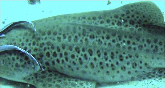 ea501a2f-f940-4728-980a-457cd2a6cfa6