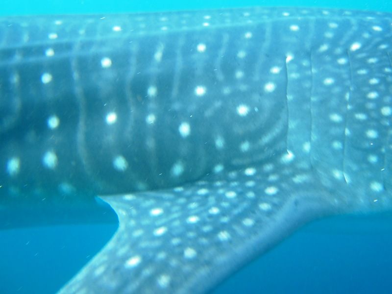 a2e77253-d7af-4246-9ae5-ca7ad6f42173