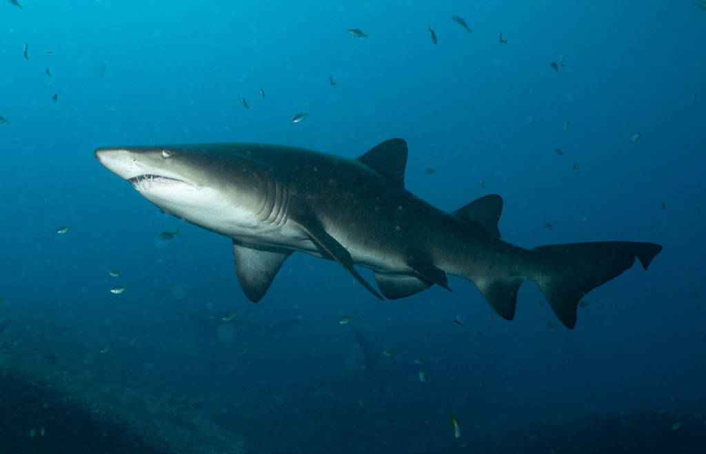 88bfcfba-33a1-4d5e-a36e-2d68c294bab5