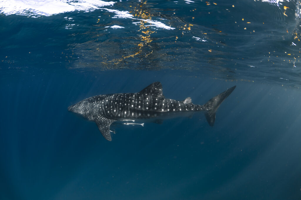 8be6e3a1-609a-42ec-adfa-f0e5dcdc8d05