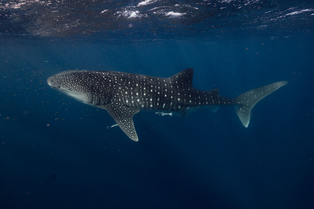 08da67f3-72c6-4c96-803b-8293d0f37210