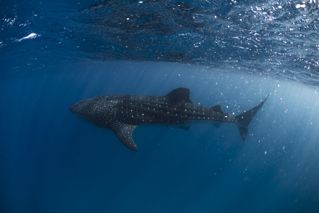 90940b81-bdf8-45f2-8225-edfb181b24f6