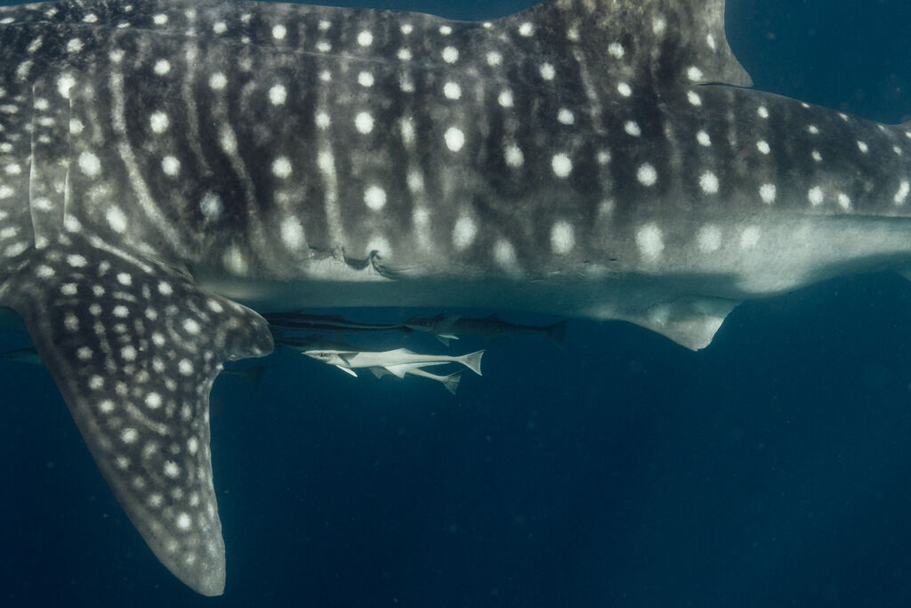 960a3f2a-181c-4fd9-9858-16de7132ae76