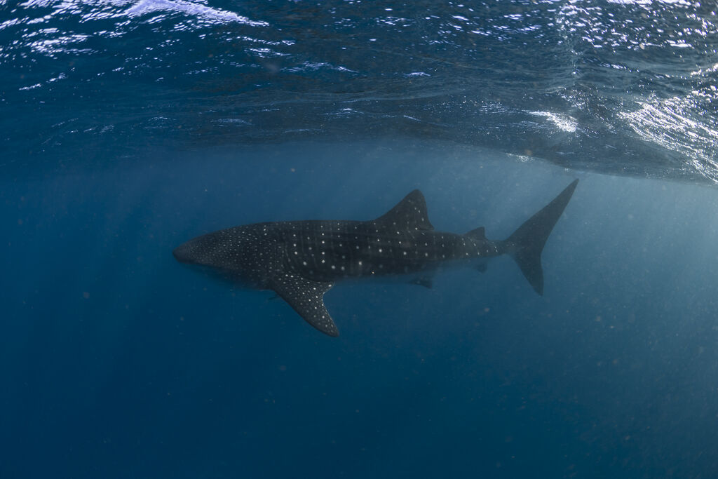 515d0a05-df74-4f85-93a8-4dc17f1d2359