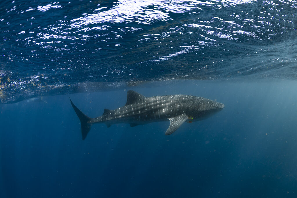 7c9e73e0-1b65-4130-8873-bd52ba86ba62