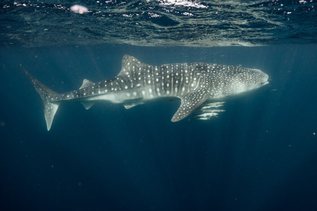 960a3f2a-181c-4fd9-9858-16de7132ae76