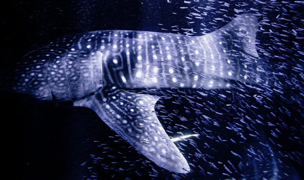 5c301dd1-774f-4145-bf6d-4de7abcc2e0a