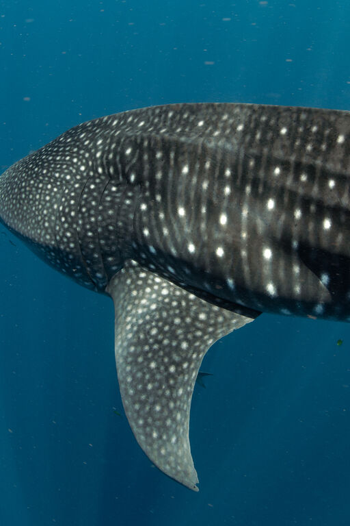 8094d9aa-3773-41f6-9983-558c333c01a7