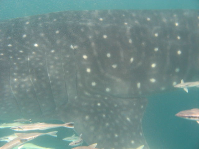 978a1a95-bdb5-48b0-94cd-27b79a68a373