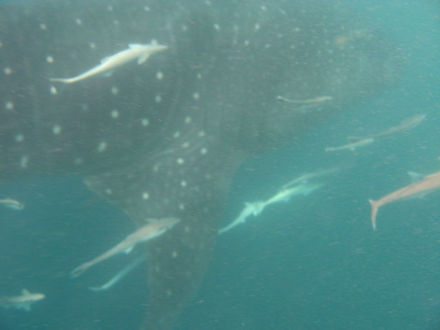 978a1a95-bdb5-48b0-94cd-27b79a68a373