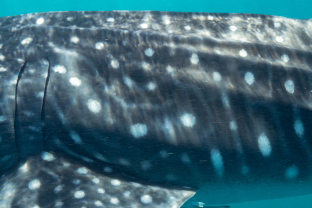 52a85614-6a39-45e6-b2c9-fc6dac6d0e7d