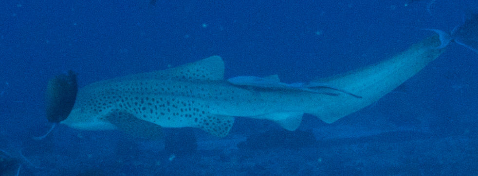 03c96fe5-6821-4a05-8d37-4a62accf2e46