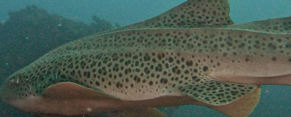 fddefede-ab19-47d6-b0aa-c206d598930e