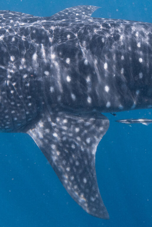 1b701aae-7c71-46c6-98a4-e0654092d2da