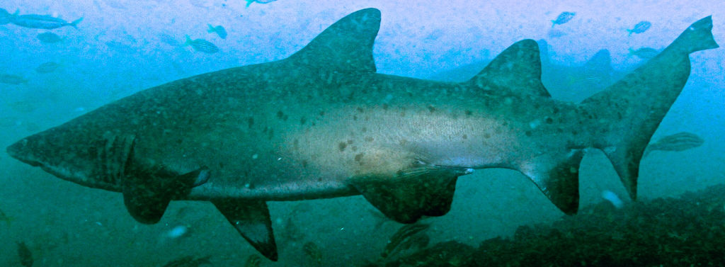 f9ffcadf-9f2b-4d1e-9ae9-8415aa11ba23