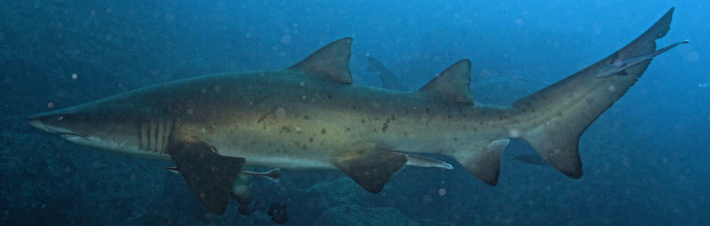 e7256146-df4e-4a82-a243-b971ccf84dab