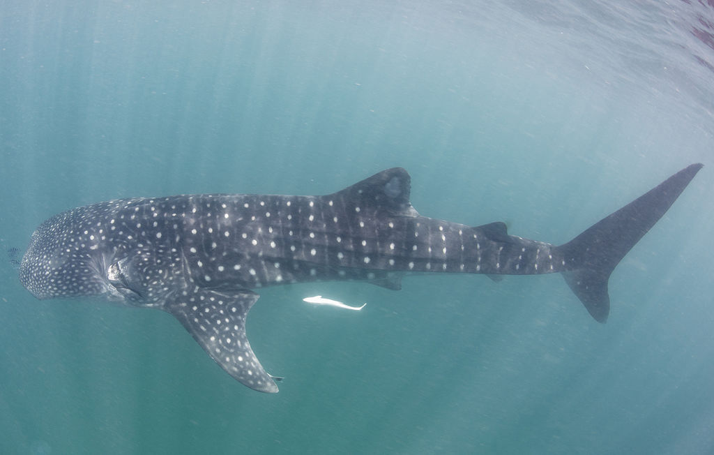 0ebdb878-6c44-4ded-a249-adb5ff998f1f