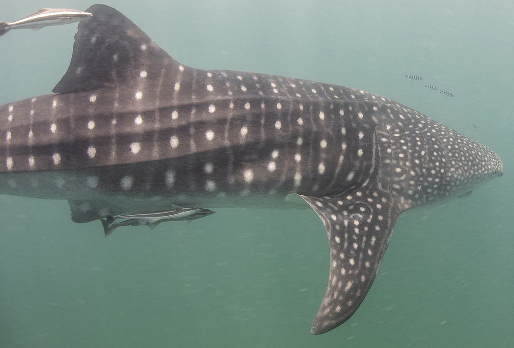 0ebdb878-6c44-4ded-a249-adb5ff998f1f