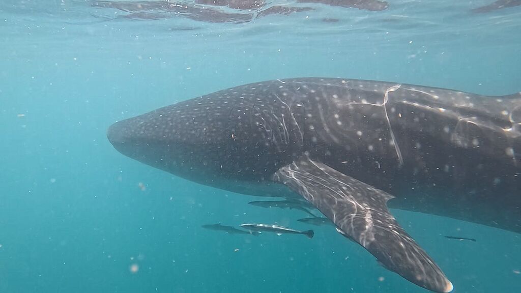 f5d06967-2d39-4189-a4cc-f7a6eba2c34c