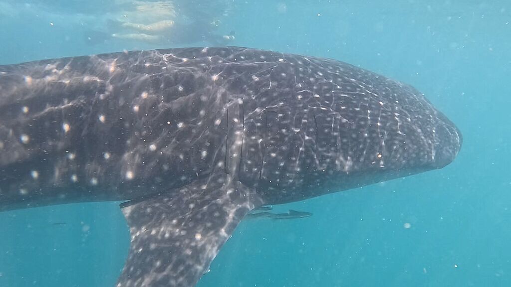 f5d06967-2d39-4189-a4cc-f7a6eba2c34c