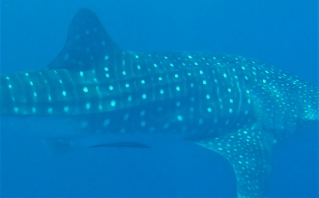 215a07d7-01b9-431d-93cb-ba60f4a7e378