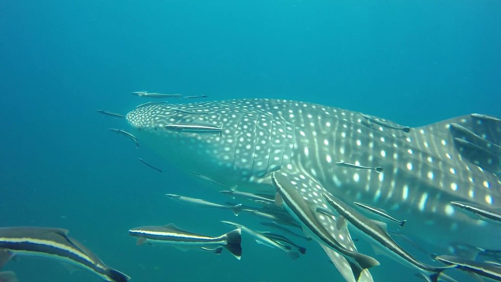 91b7cc0c-038a-43b1-8f0d-20954a0b1cd2