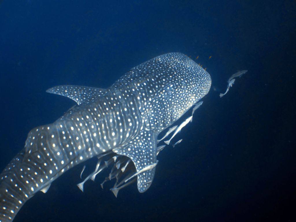 3cadba72-1f62-4ab2-bcf7-f9850053b903